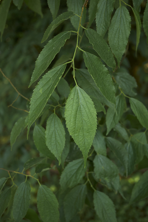 Celtis australis branches