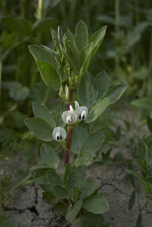 Vicia faba blossom