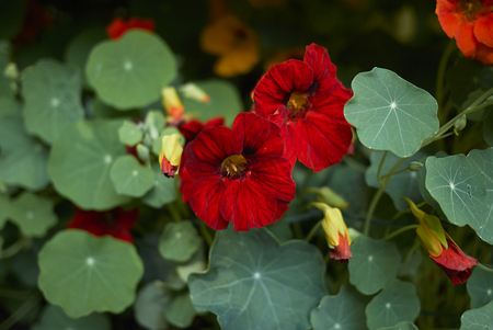 Tropaeolum majus blossom
の写真素材