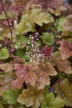 Heuchera multicolored foliageの写真素材