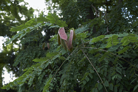 Gymnocladus dioicus know as 
kentucky coffetree