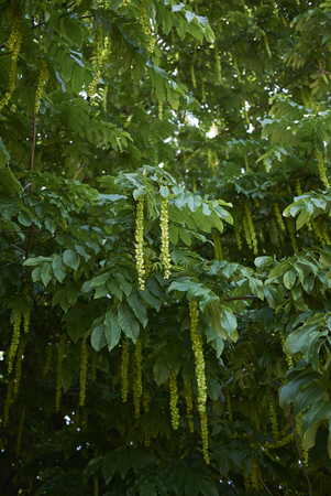Pterocarya fraxinifolia branch