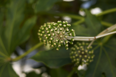 Fatsia japonica fruitの写真素材