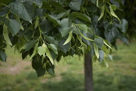branch of tilia tree