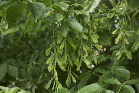 negundo branch
