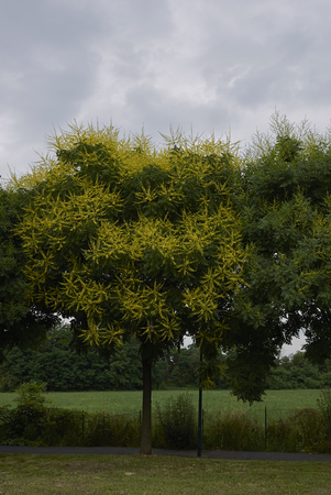 Koelreuteria paniculataの写真素材