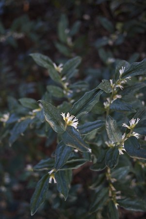 Sarcococca hoockeriana shrubの写真素材