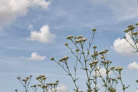 Achillea millefolium plantの写真素材
