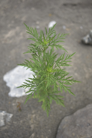 Ambrosia artemisiifolia plantの写真素材