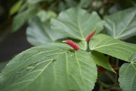 Acalypha hispida plantの写真素材