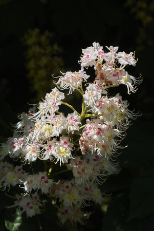 Aesculus hippocastanum plantの写真素材