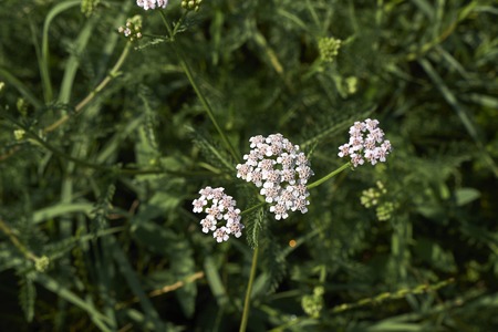 Achillea millefolium plantの写真素材
