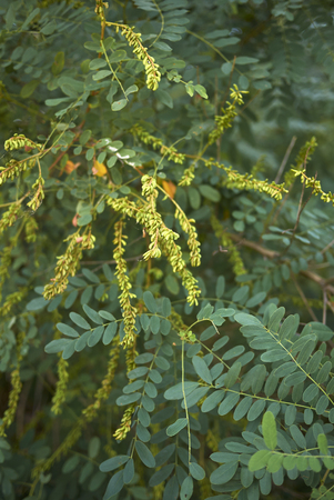 Amorpha fruticosa plantの写真素材