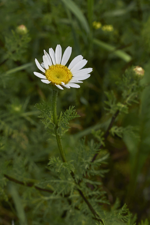 Anthemis arvensis plantの写真素材