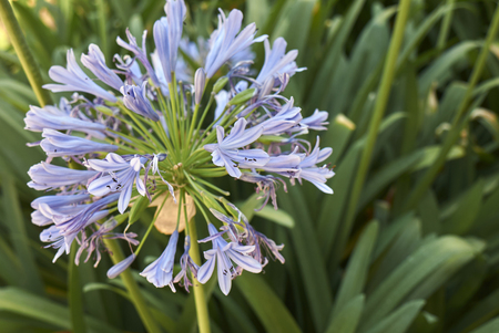 Agapanthus africanus plantの写真素材
