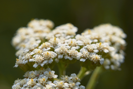 Achillea millefolium plantの写真素材