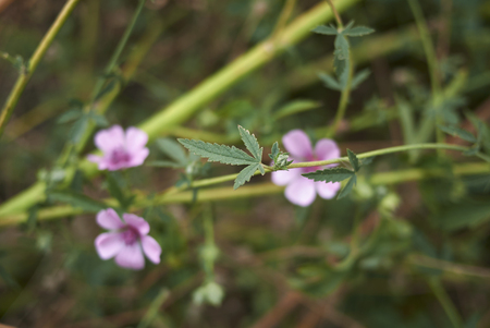 Althea cannabina plantの写真素材