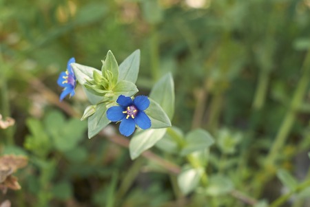 Lysimachia foemina plantの写真素材