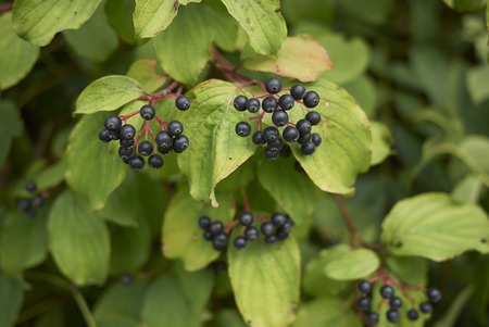 Cornus sanguinea plantの写真素材