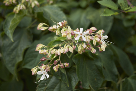 Clerodendrum trichotomum plantの写真素材
