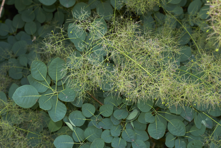 Cotinus coggygria plant