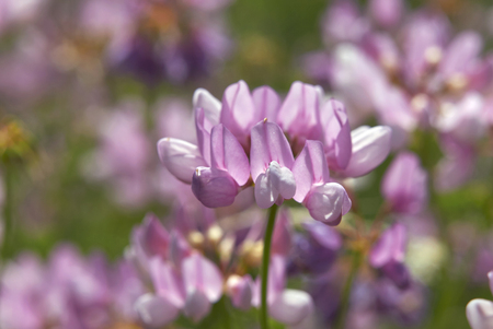 Coronilla varia plant