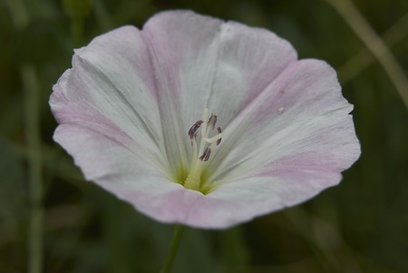 Convolvulus arvensis plantの写真素材