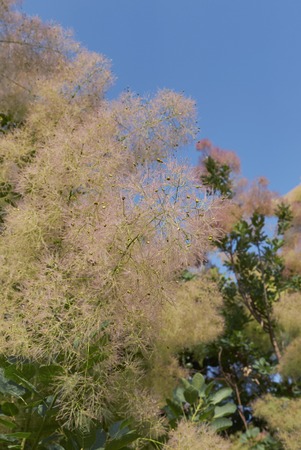 Cotinus coggygria plant