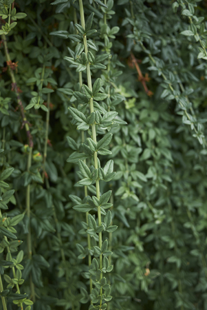 Jasminum nudiflorum plantの写真素材