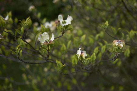 Cornus florida plantの写真素材