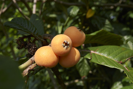 Eriobotrya  japonica plantの写真素材