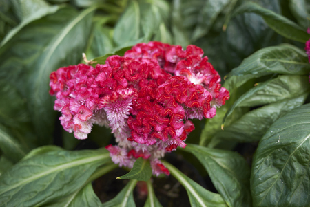 Celosia cristata plant