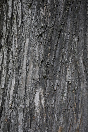 Styphnolobium japonicum barkの写真素材