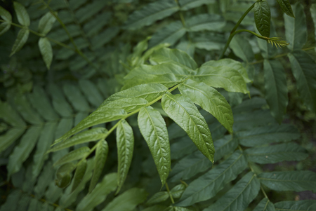 Pterocarya fraxinifolia plantの写真素材