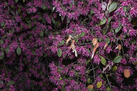 Loropetalum chinense rubrumの写真素材