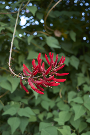 Erythrina herbacea red inflorescenceの写真素材