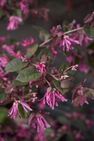 Loropetalum chinense rubrumの写真素材