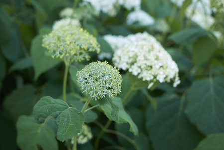 Hydrangea arborescens blossom