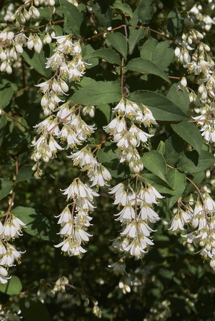 Deutzia plantの写真素材