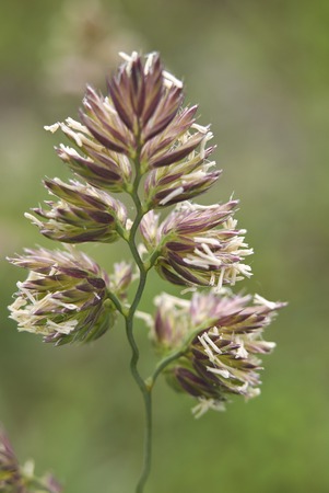 Dactylis glomerata plantの写真素材