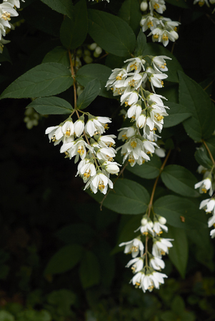 Deutzia plantの素材 [FY310107601426]