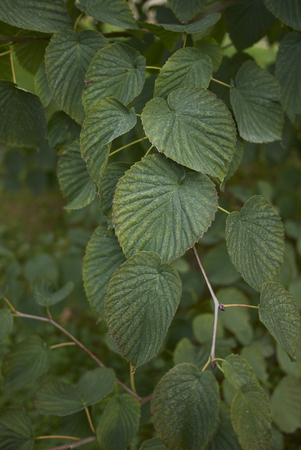 Davidia involucrata plantの写真素材