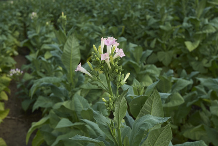 tobacco crop in italyの写真素材