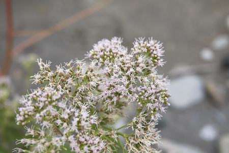 Eupatorium cannabinum plant