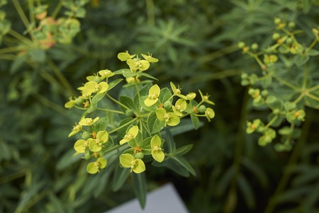 Euphorbia schillingii plant