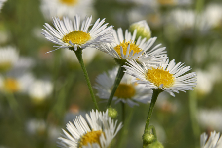Erigeron annuus plantの写真素材