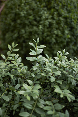 Buxus sempervirens evergreen shrub&#xD;の写真素材