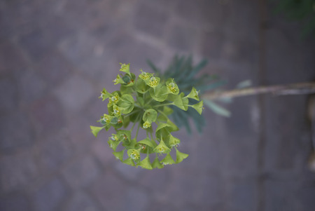 Euphorbia characias close upの写真素材