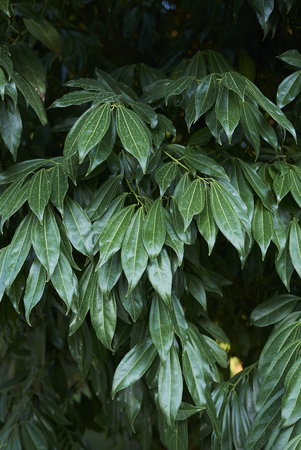 branch of Cocculus laurifoliusの写真素材