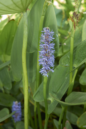 purple blue flower of Pontederia cordataの写真素材